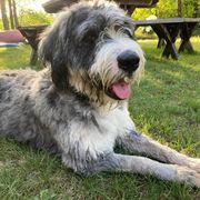 Barbado da Terceira Puppies from Bearded Smile Kennel