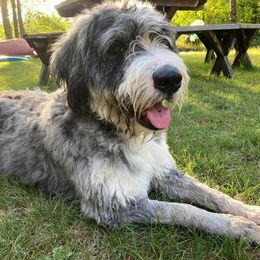 Barbado da Terceira Puppies from Bearded Smile Kennel