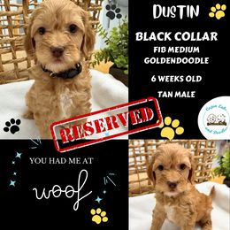 Dustin - Apricot Goldendoodle puppy in Raceland, Louisiana from Cajun Doodles