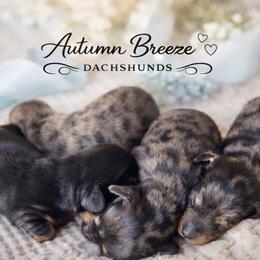 Kesha - Black and cream female Dachshund puppy in Clever, Missouri from Autumn Breeze Dachshunds