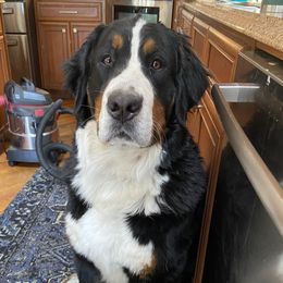 Yosef  - Bernese Mountain Dog