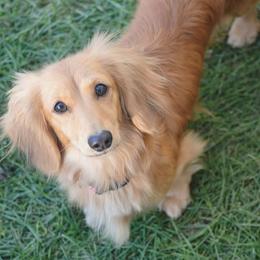 Oakley - Dachshund