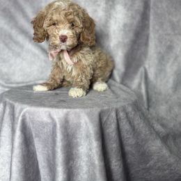 Betty's Pink Collar Girl - Apricot female Goldendoodle puppy in Piedmont, South Carolina from The Farm at Saluda Ridge
