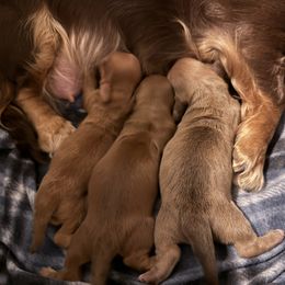 Dachshund puppies from Kalua's Doxies