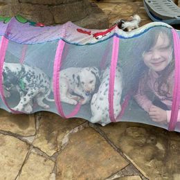 Dalmatian Puppies from 5 Alarm LUA Dalmatians