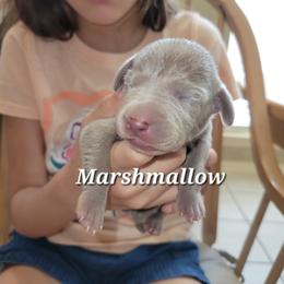 Silver Female 1 - Silver gray female Weimaraner puppy in Kingwood, Texas from Desert Rose Weimaraners