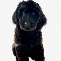 Bob - Black male Goldendoodle puppy in Glendale, Arizona from CocoLove Doodles