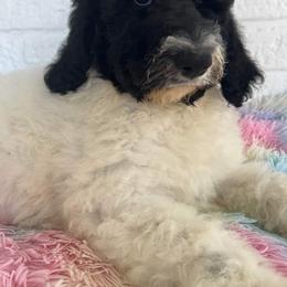 Goldendoodle and Poodle Puppies from Elizabeth Rocha's Doodles