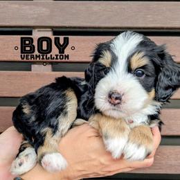 Vermilion - Tri-color male Bernedoodle puppy in Cambridge, Minnesota from Country Meadow Doodles
