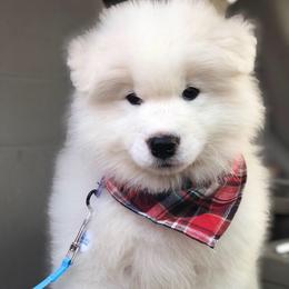 'Brewed To Perfection' (Brown boy) - White male Samoyed puppy in Bearcreek, Montana from Morning Star Samoyeds
