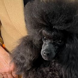 Maltipoos and Poodles from Collier's Canines