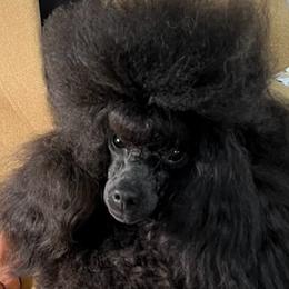 Maltipoos and Poodles from Collier's Canines