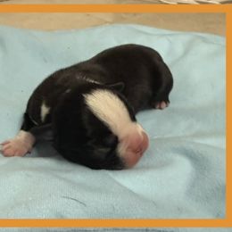 Orange - Black and white male Boston Terrier puppy in Hialeah, Florida from K&N Boston Paws