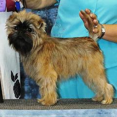 Affenpinscher All Grown Up from Coachlight