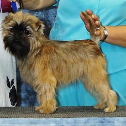 Affenpinscher All Grown Up from Coachlight