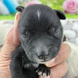 Shadow - Black male Miniature Schnauzer puppy in Sylvania, Georgia from Southern Sky Miniature Schnauzers