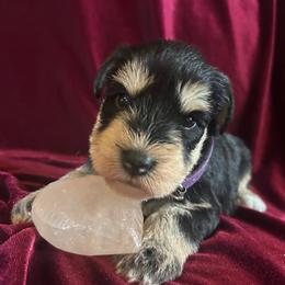 Dove-Girl 2 - Black and silver female Miniature Schnauzer puppy in Granville, Ohio from Shull Mini Schnauzers