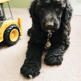 Taco - Blue Poodle puppy in Grant County, Indiana from Massey Creek Kennels