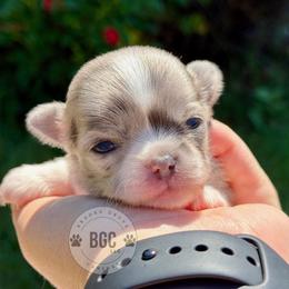 Skye - Blue fawn female Chihuahua puppy in Forsyth, Georgia from Brooks Grove Canines LLC
