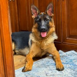 Ivanka - Black and red German Shepherd puppy in Clifton, Virginia from Von Haus Wisen Baker German Shepherds