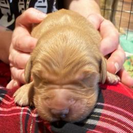 Seahawk - Golden male Golden Retriever puppy in Sandy, Oregon from Treasured K-9s
