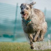 Flash - Lurcher