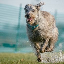 Flash - Lurcher