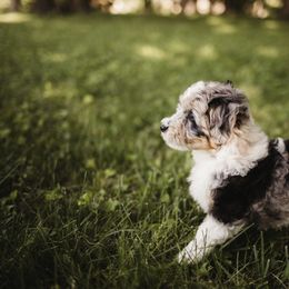 Aussiedoodle Puppies from Olive Tree Mini Aussiedoodles