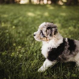 Aussiedoodle Puppies from Olive Tree Mini Aussiedoodles
