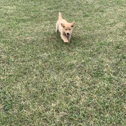 Golden Retriever Puppies from Lake Champlain Goldens