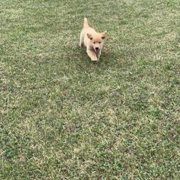 Golden Retriever Puppies from Lake Champlain Goldens