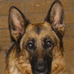 Cora - German Shepherd