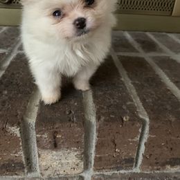 Boy 1 - Cream male Pomeranian puppy in Tabor City, North Carolina from Southern Palmetto Pomeranians