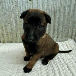 Red Collar - Black sable male Belgian Malinois puppy in Muskegon, Michigan from Red Acres Working Line K9s