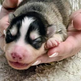 Jax - Black and white male Pomsky puppy in Michigan from Our Pomsky Yard