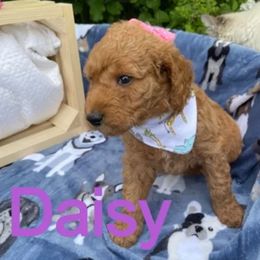 Aussiedoodles, Bernedoodles, Golden Aussiedoodles, Goldendoodles, Poodles, Soft Coated Wheaten Terriers, and Whoodles from Ruby Lane Doodles