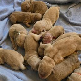 Girl 5 - Golden female Golden Retriever puppy in Greenbrier, Tennessee from Glambleberry Goldens