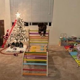 Australian Shepherd Puppies from Van Huitt Australian Shepherds