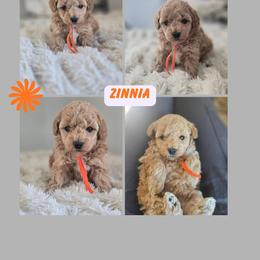 Zinnia - Apricot female Goldendoodle puppy in Newdale, Idaho from Canyon Creek Puppies