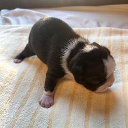 Biscuit Boy 1 - Black brindle and white male Boston Terrier puppy in Brookville, Ohio from Best Friend Bostons