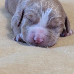 Working homes needed - Red male English Cocker Spaniel puppy in Phillips, Nebraska from Fenloch Gundogs