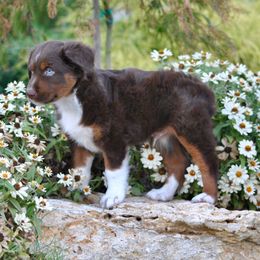 RJ - male Miniature Australian Shepherd puppy in Bixby, Oklahoma from Roeboat Aussies