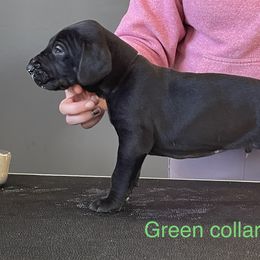 Boy 5 - Great Dane puppy in Lake View, New York from North Park Great Danes