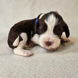-RESERVED- Blue Girl (Bluey) - Liver and white female English Springer Spaniel puppy in Spanish Fork, Utah from Orchard Hill English Springer Spaniels