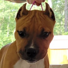 American Staffordshire Terrier Puppies from Kayo Kennel