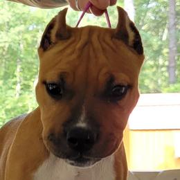 American Staffordshire Terrier Puppies from Kayo Kennel