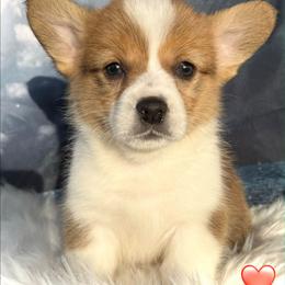 Tan Boy 1 - Red male Pembroke Welsh Corgi puppy in Bay Area, California from MJ's Corgis
