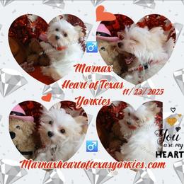 Casper - Tan and white male Yorkshire Terrier puppy in Humble, Texas from Marnax Yorkshire Babies