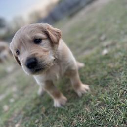 Boy 3 - Golden male Golden Retriever puppy in Tyler, Texas from Cedar Hollow Retrievers