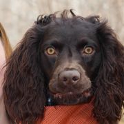Boykin Spaniels and Labrador Retrievers from Copper Creek Outfitters and Kennel